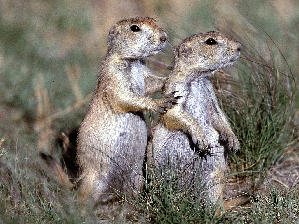 Friends Forever, Black Tailed Prairie Dogs